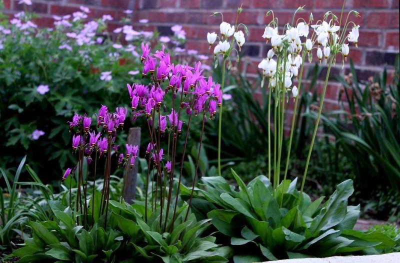 Bozykwiat – niezwykła bylina, którą warto mieć w ogrodzie i poznać jej uprawę