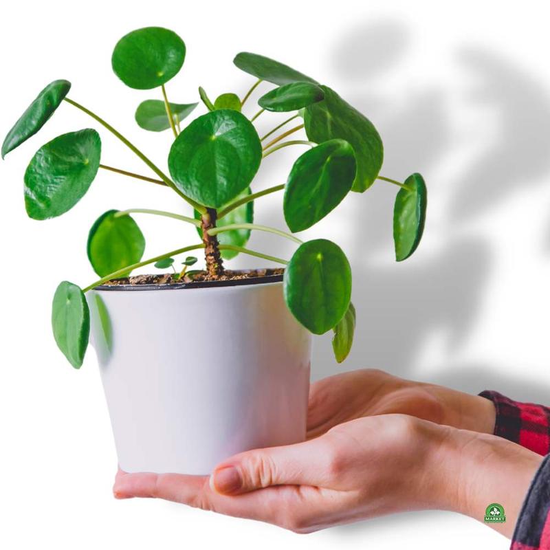 Kwiat pieniążek – jak go uprawiać i dbać o jego kwitnienie?