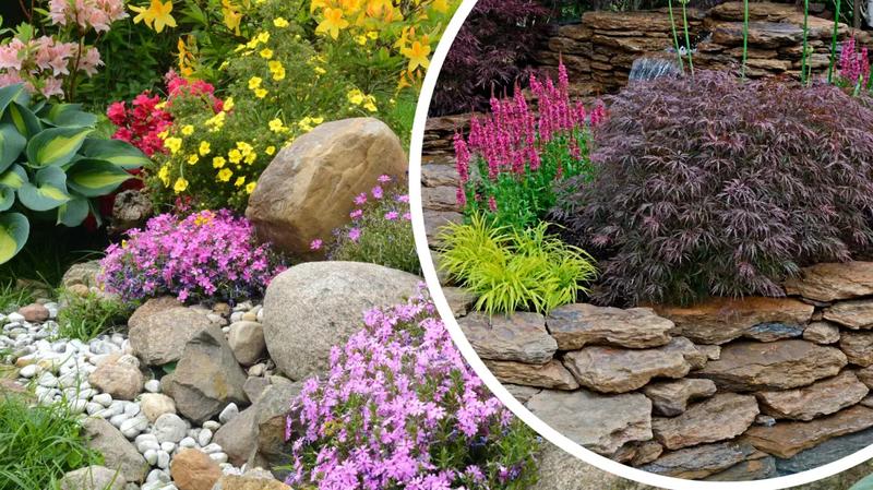 Gatunki roślin skalnych