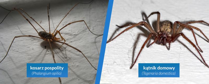 Nietypowe sposoby na pająki