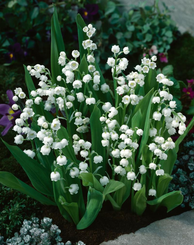 Pielęgnacja konwalii