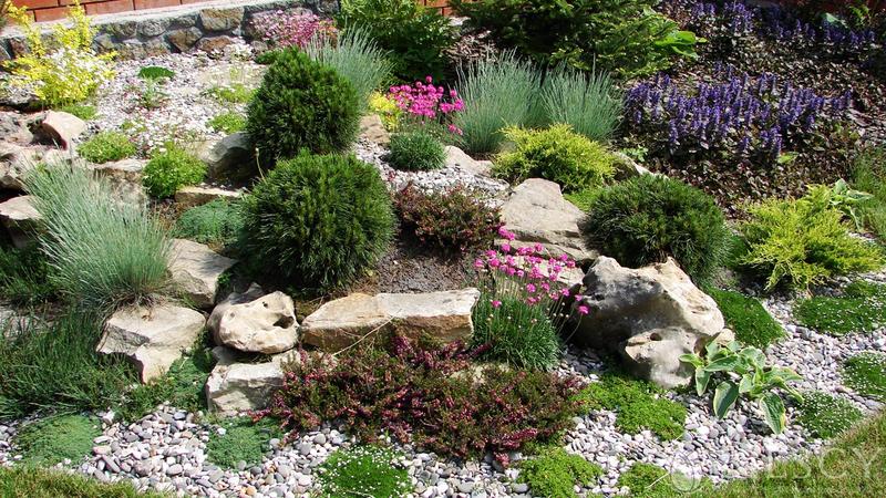 Pielęgnacja roślin skalnych