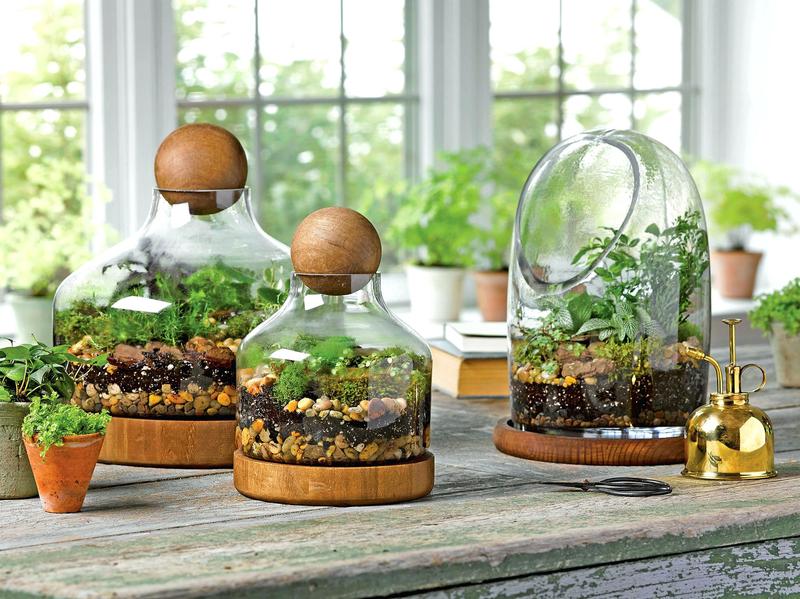 Pielęgnacja roślin w słoiku