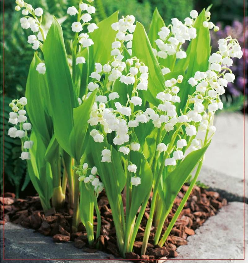 Warunki wzrostu konwalii