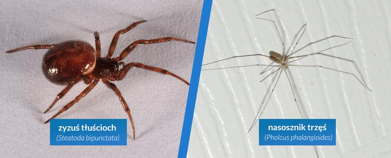 Zapobieganie pojawianiu się pająków