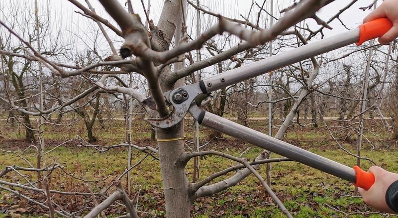 Jak i kiedy przycinać jabłonie? Praktyczny poradnik krok po kroku