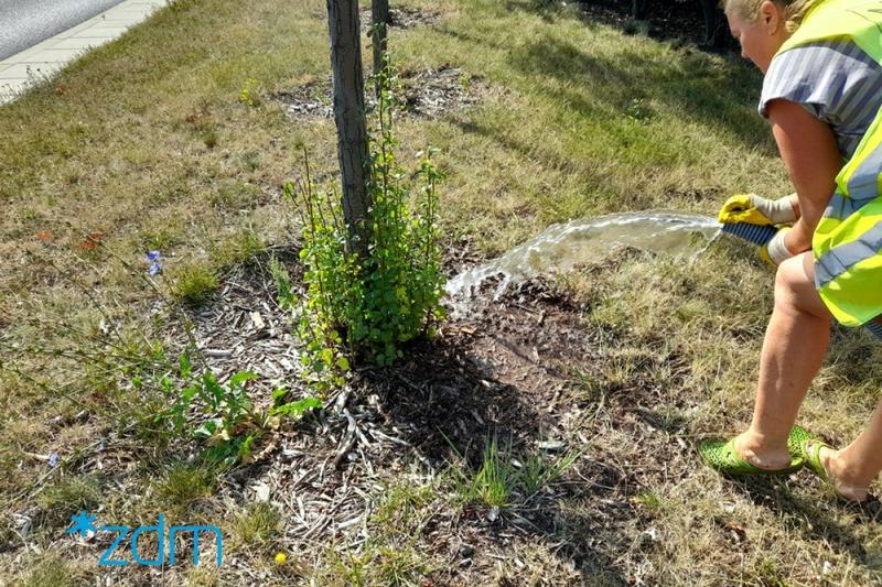 Jak skutecznie podlać drzewo, aby uniknąć jego uschnięcia?