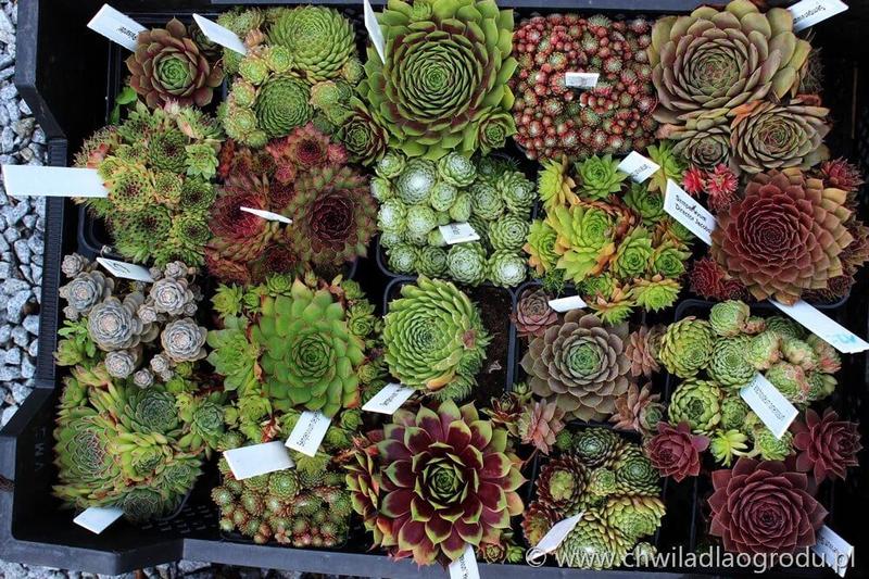 Rośliny na skalniak: Jakie gatunki wybrać dla efektownego ogrodu?