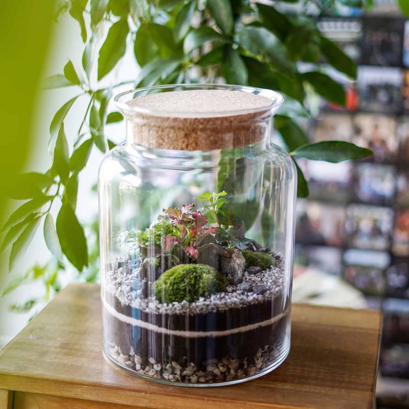 Zielony miniaturowy świat: Jak stworzyć las lub ogród w słoiku – Poradnik DIY krok po kroku