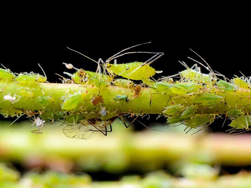 Aromatyczne zioła przeciw mszycom