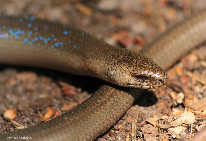 Bezpieczeństwo padalca