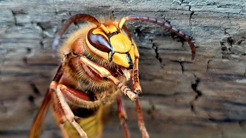 Bezpieczeństwo w domu