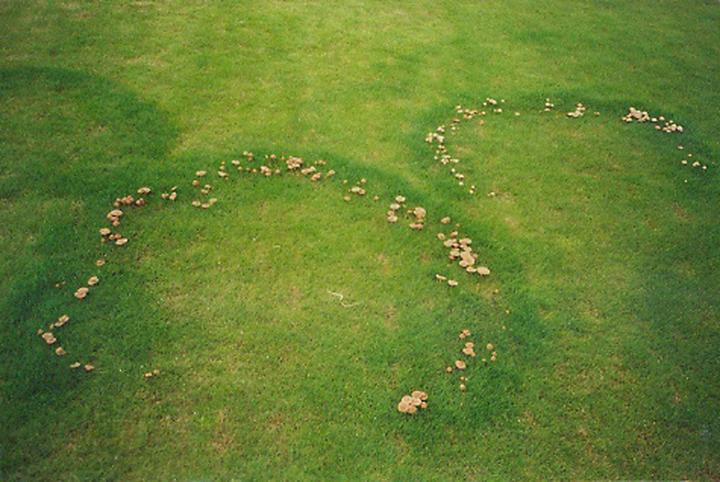 Czarcie kręgi bioróżnorodność