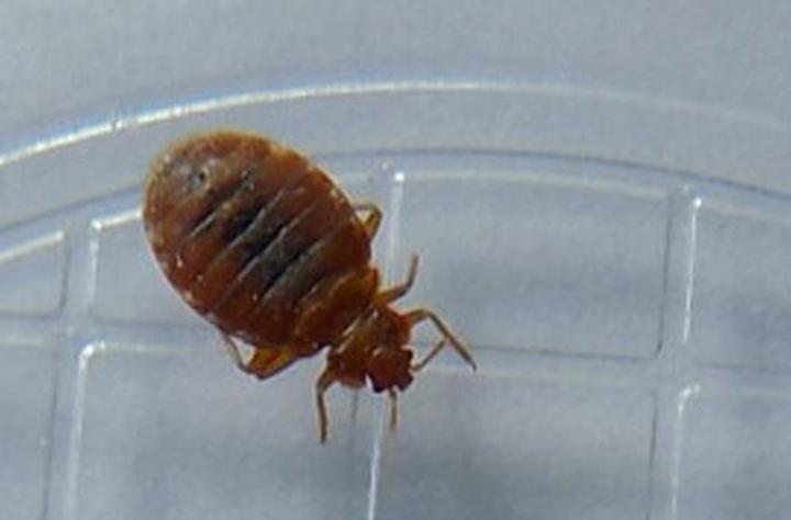 Eliminacja szkodników