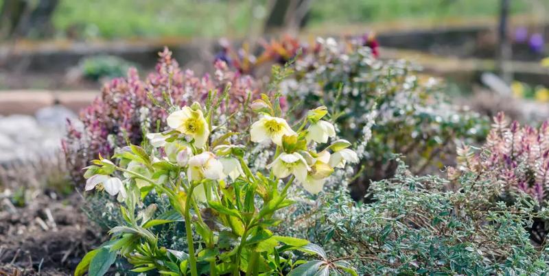 Inspiracje ogrodowe ciemierniki