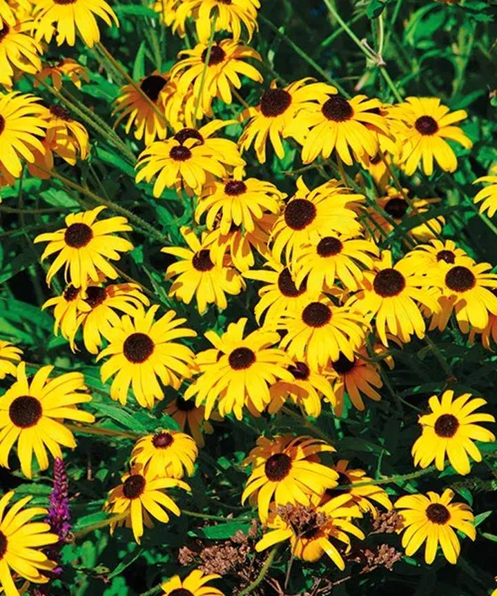 Kolory i tekstury roślin w ogrodzie