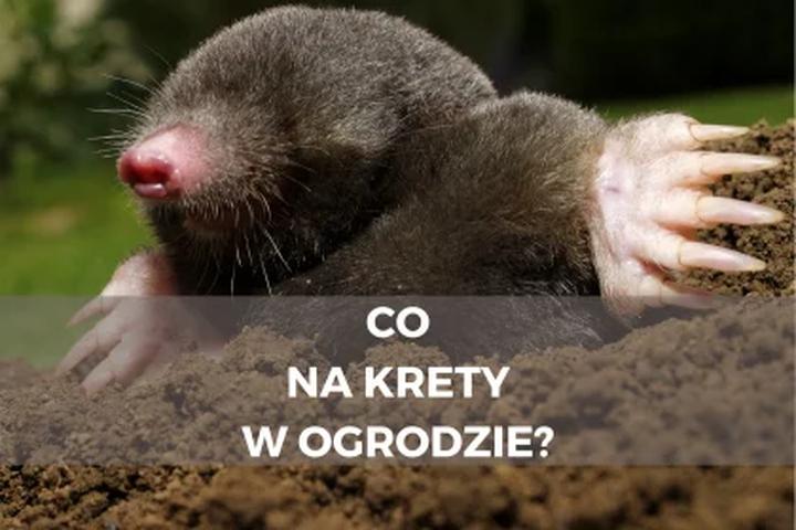 Krety w ogrodzie