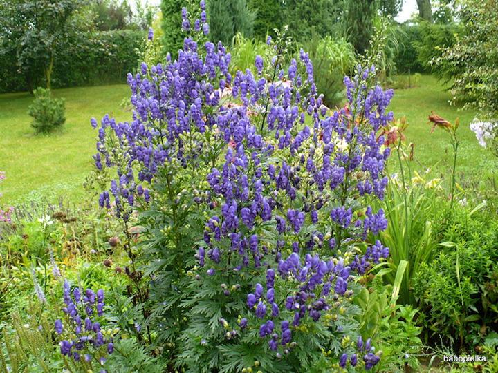 Metody sadzenia tojadów