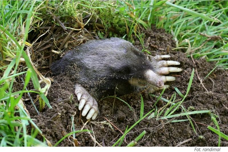 Naturalne metody na krety