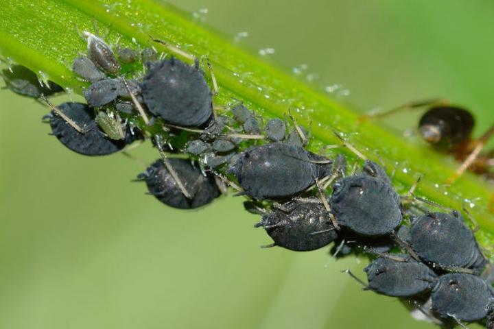 Naturalne metody zwalczania mszyc