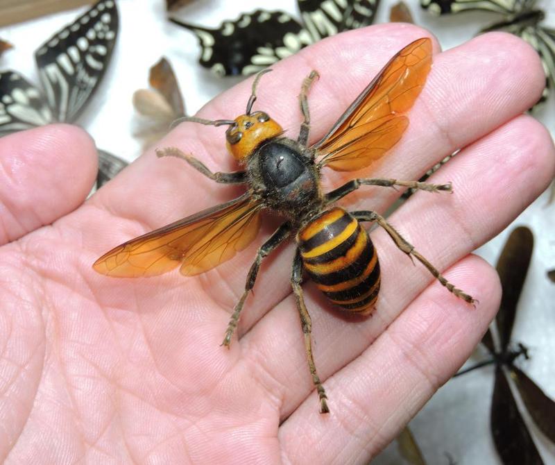 Neutralizacja gniazda szerszeni