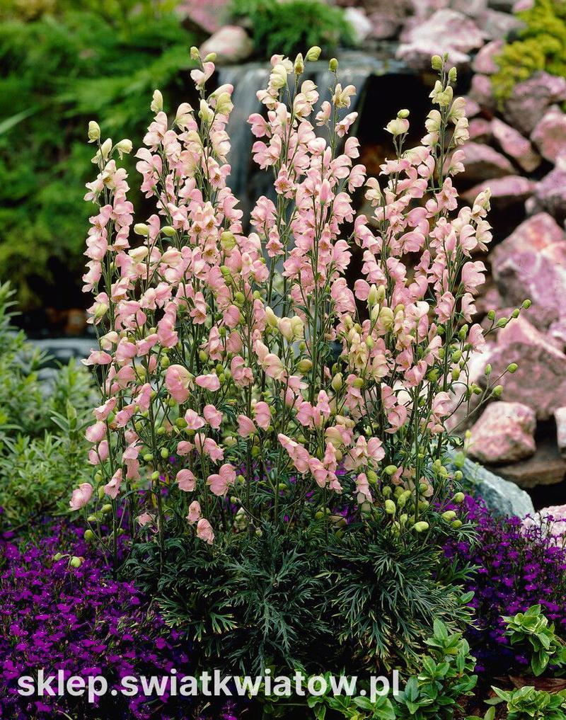 Ochrona tojadów przed szkodnikami