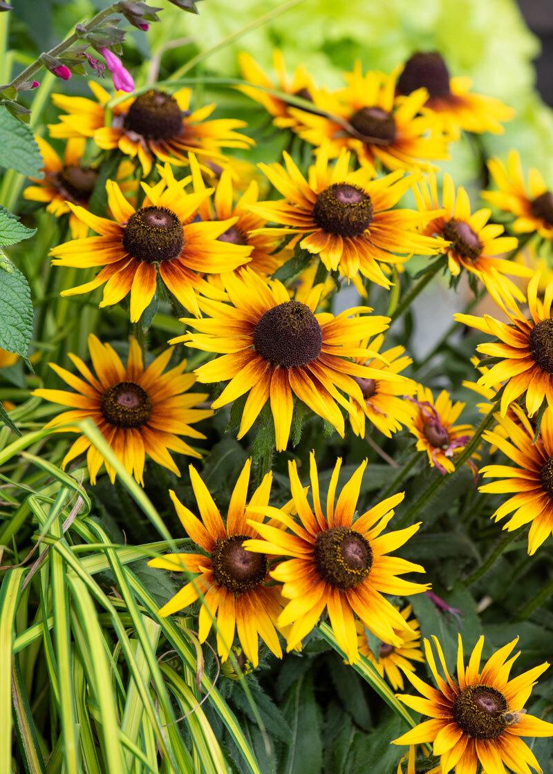 Odmiany rudbekii wieloletniej