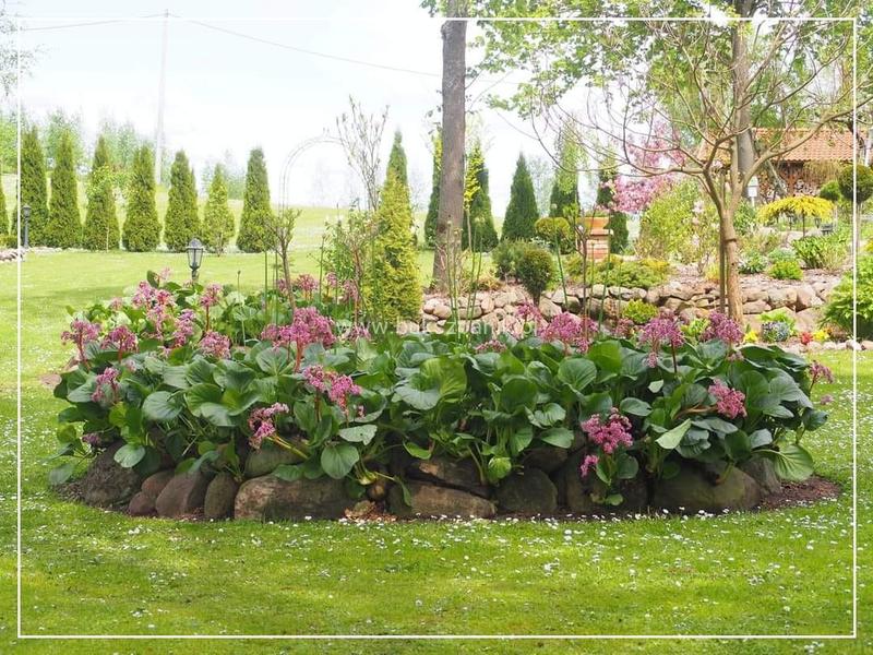 Pielęgnacja bergenii