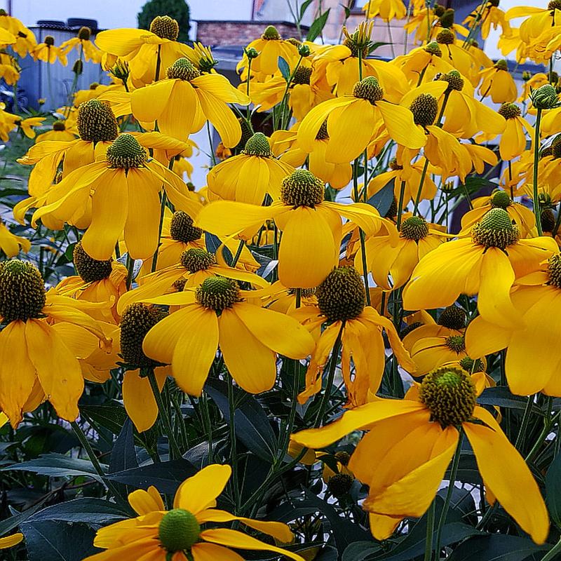 Pielęgnacja roślin ogrodowych