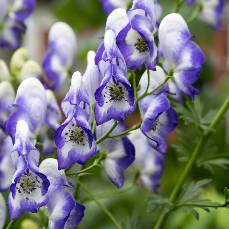 Pielęgnacja tojad ogrodowy