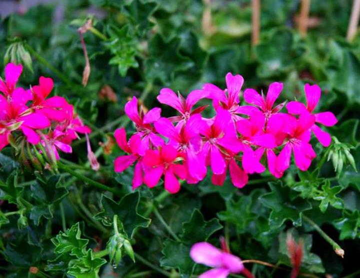 Podlewanie i nawożenie kwiatów