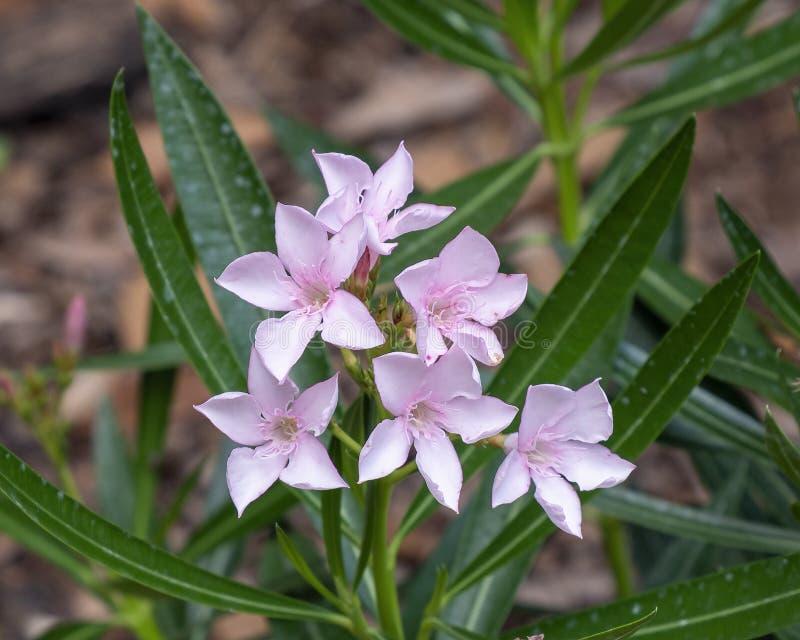 Przycinanie oleandra