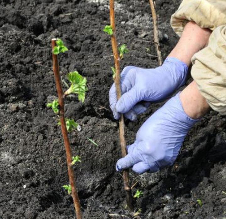 Sadzenie drzewek owocowych