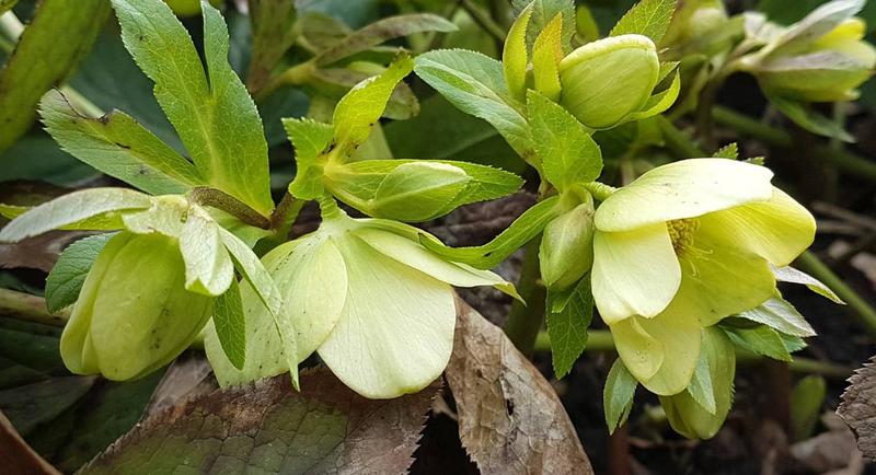 Sianie i rozmnażanie ciemierników