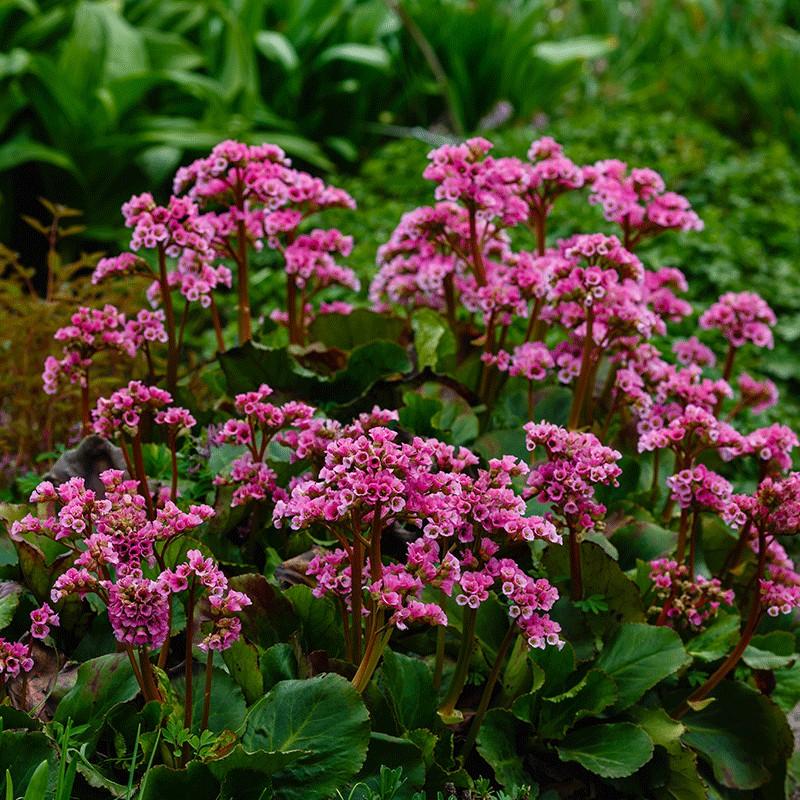 Uprawa bergenii w ogrodzie