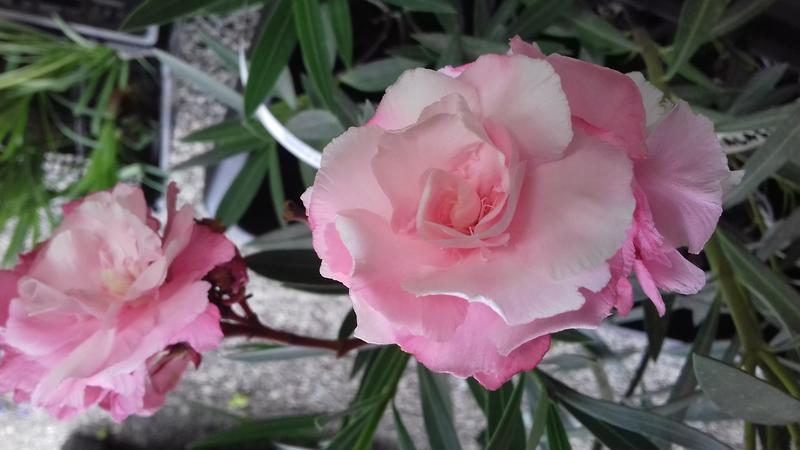 Uprawa oleandra w domu