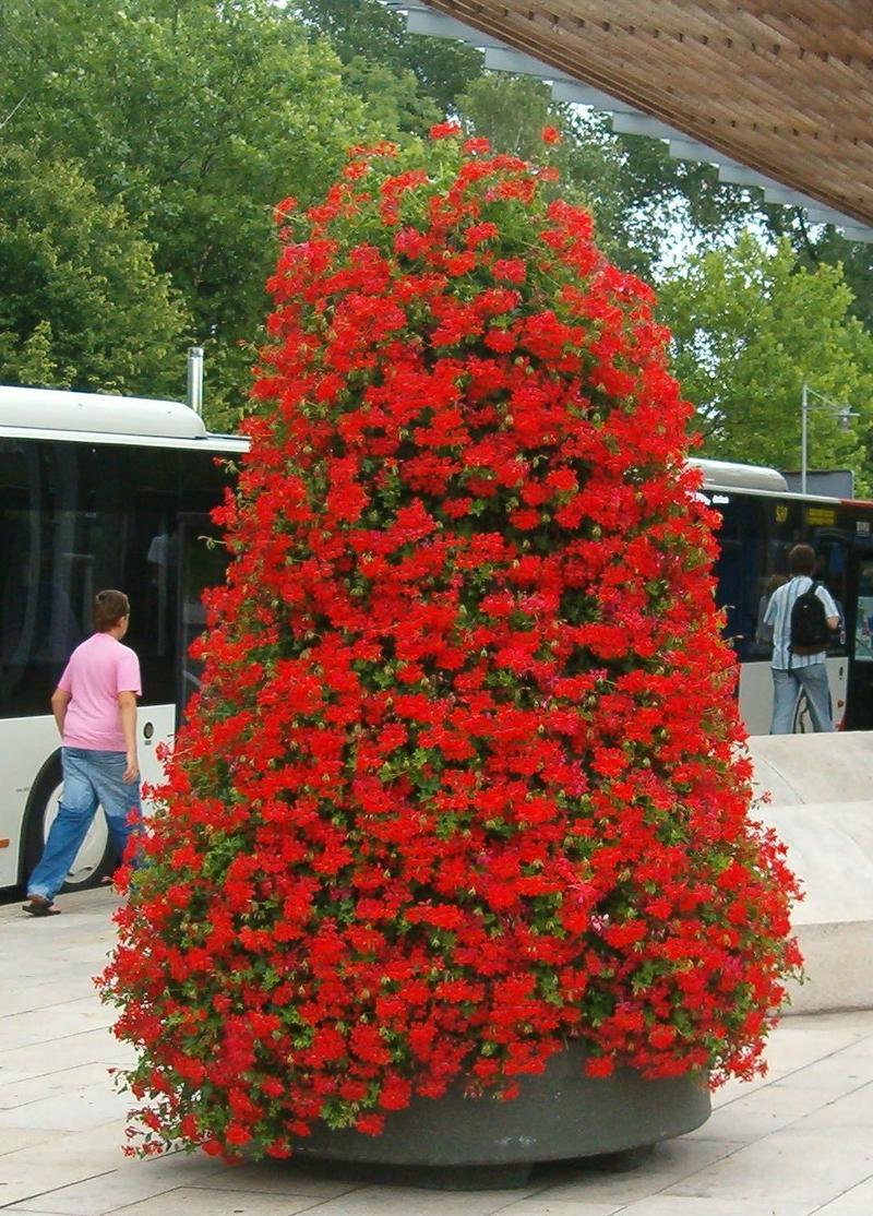 Uprawa roślin ozdobnych