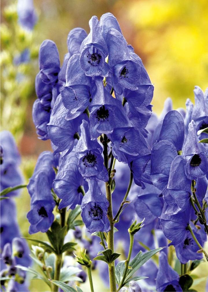 Uprawa tojadów ogrodowych