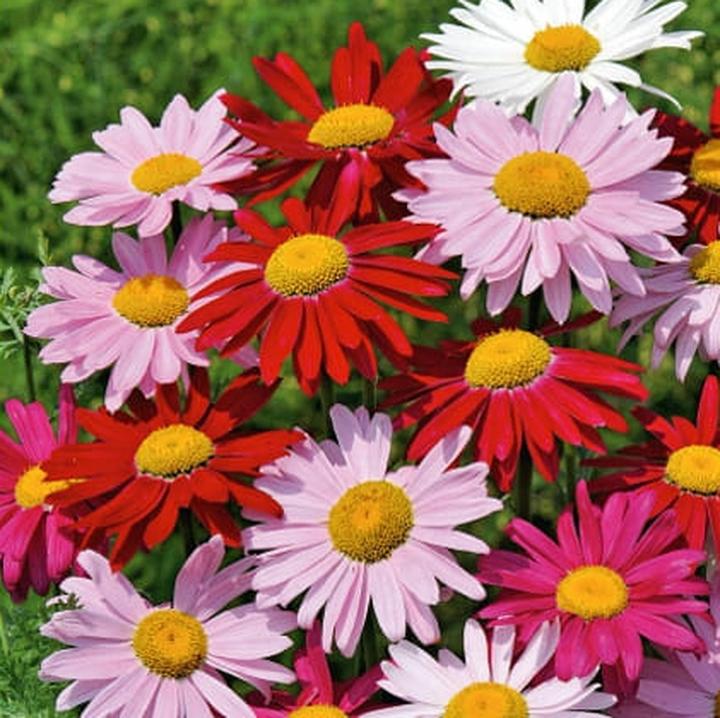 Wymagania uprawy złocienia