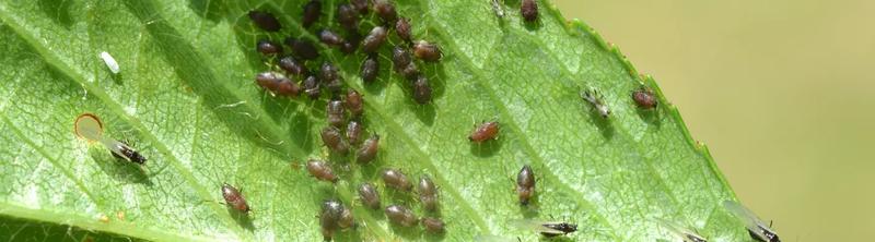 Zapobieganie mszycom w ogrodzie