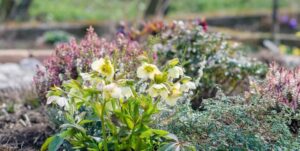 Ciemierniki – Jak Sadzić, Uprawiać i Pielęgnować Te Zachwycające Rośliny?