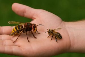 Co robić, gdy w domu pojawił się szerszeń? Praktyczne porady na każdą sytuację.