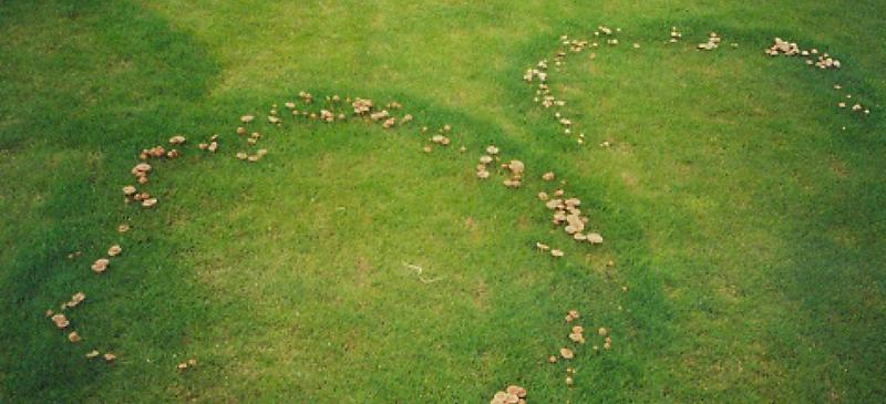 Czarcie kręgi – co to za zjawisko i czy mogą być niebezpieczne?