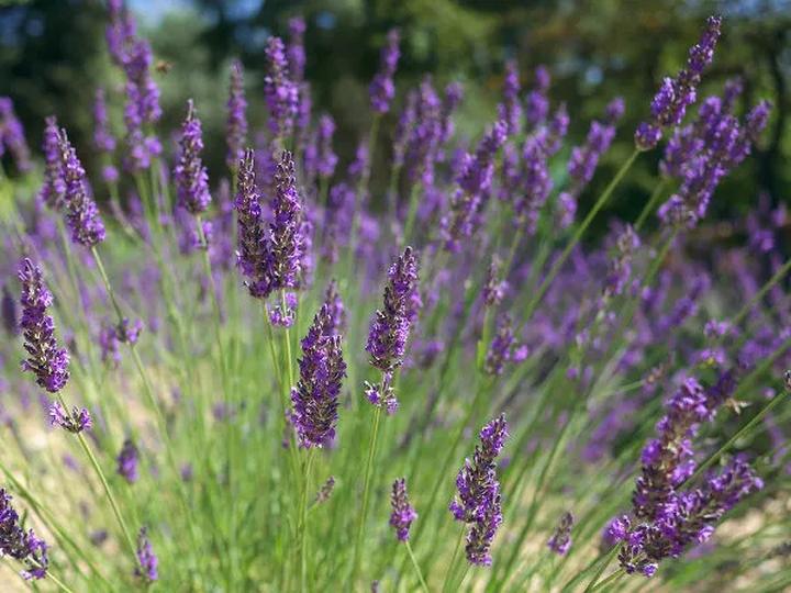 Jak skutecznie przezimować lawendę w doniczce - praktyczny poradnik dla każdego miłośnika roślin