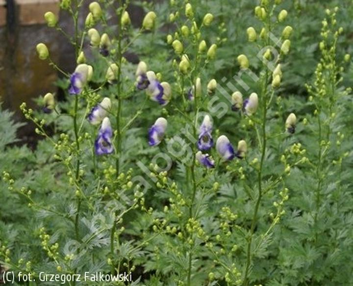 Jak skutecznie sadzić, uprawiać i pielęgnować tojad ogrodowy?