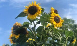 Jak skutecznie uprawiać słoneczniki ozdobne w swoim ogrodzie?