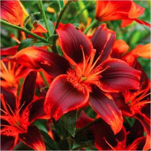 Odkryj, czy lilie mogą zimować w gruncie i jak o nie dbać w mroźne dni