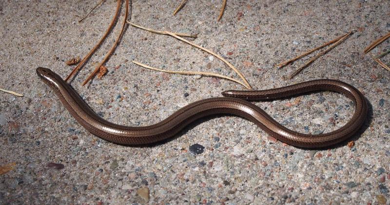 Padalec w ogrodzie – jakie ma zwyczaje i czy stanowi zagrożenie?