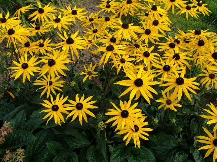 Rudbekia wieloletnia: Odkryj odmiany, które zachwycą oraz tajniki pielęgnacji i uprawy