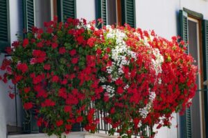 Sekrety pielęgnacji pelargonii kaskadowej, aby zachwycały pięknym kwitnieniem